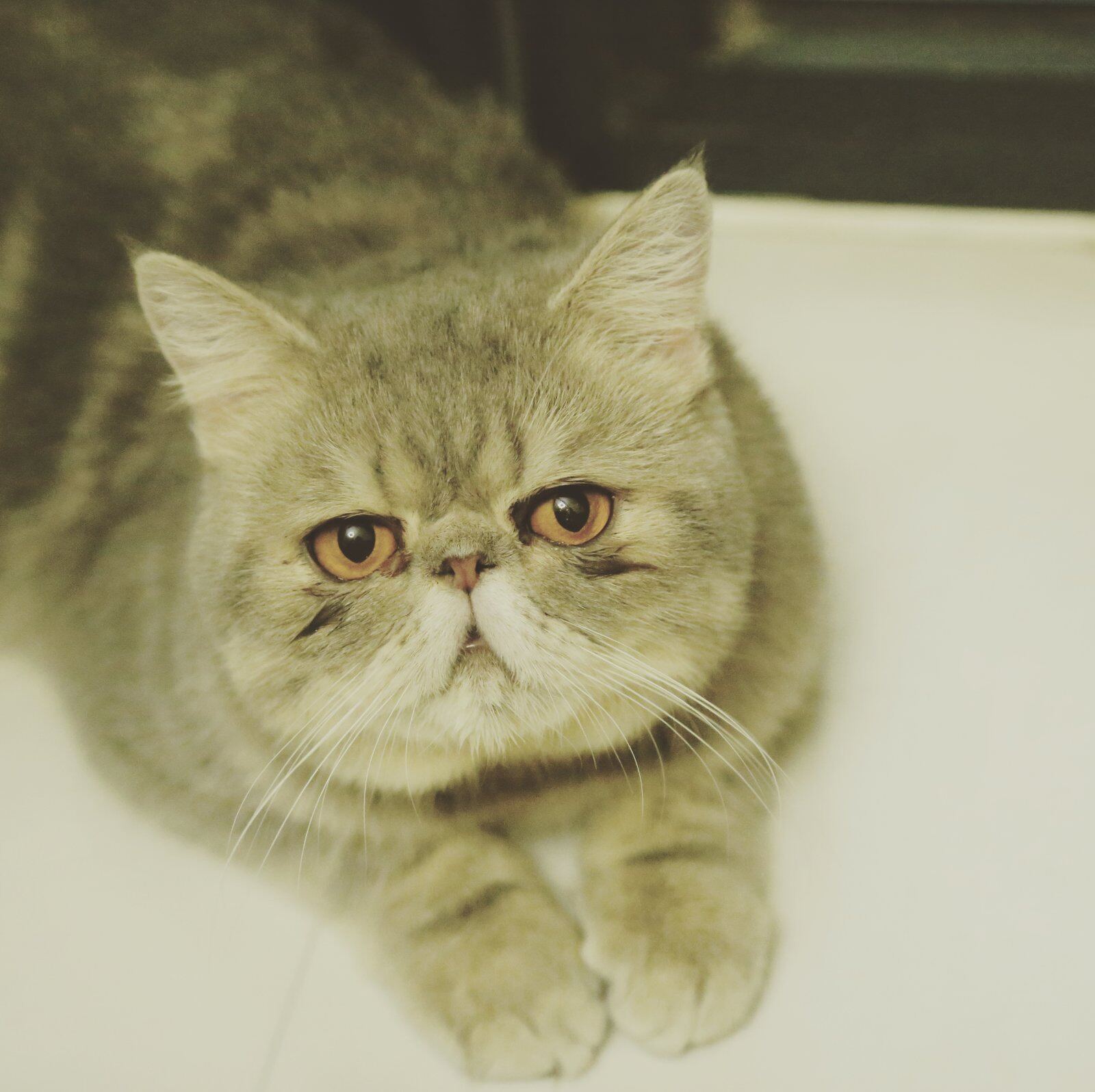Photograph of a flat-faced grey exotic shorthair cat