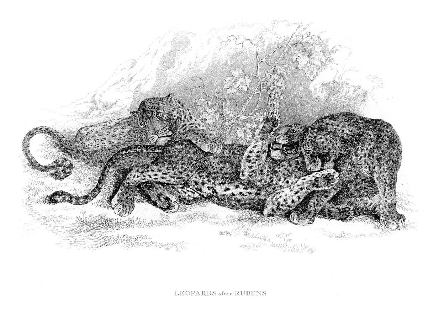 A later engraving of leopards copied after Rubens